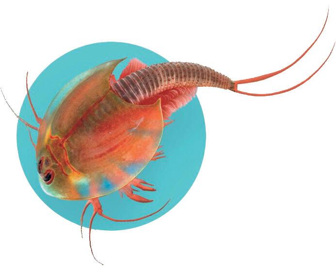 Clementoni – Triops Et Dinosaures – Kit Archéologie 8 Ans – élevage Triops, Squelette Tricératops Phosphorescent – Appli AR