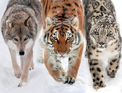 4005555011439-897074-1