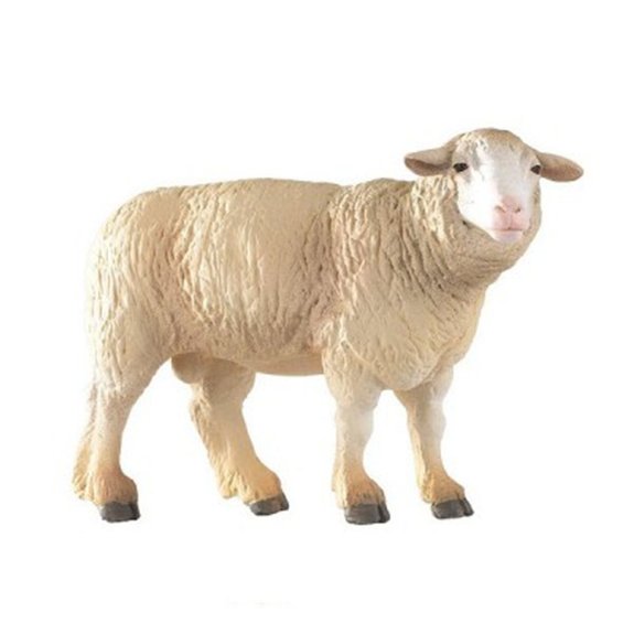 Mouton Mérinos